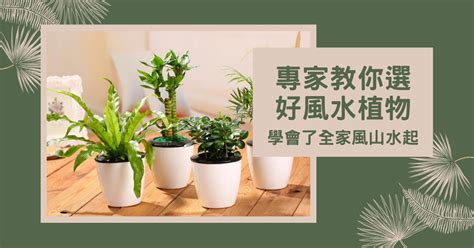 橄欖樹風水|【風水植物大全】專家教你選好風水植物，學會了全家。